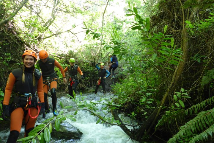 a group of people in a forest